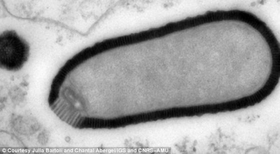 这种史前病毒已经在俄罗斯西伯利亚地区的冻土层中封存了3万多年。