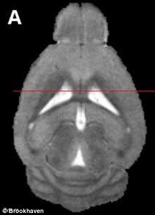 为植入假记忆，研究人员设计了老鼠大脑中控制回忆的细胞。