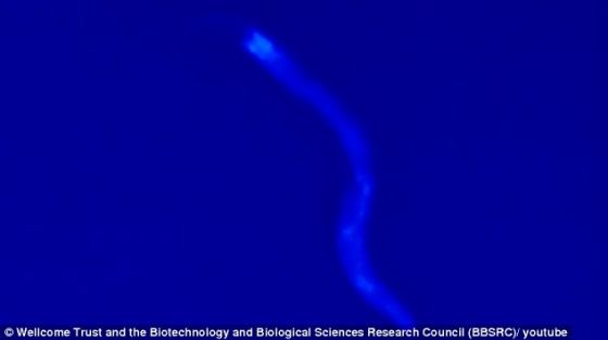 伦敦大学学院健康老龄化研究所教授大卫-格姆斯表示：“研究得出的发现让我们对此前的理论产生怀疑，即衰老是分子破坏加剧的结果。”