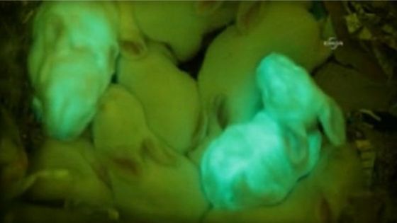 夏威夷大学培育的8只小兔中，有两只能够发光