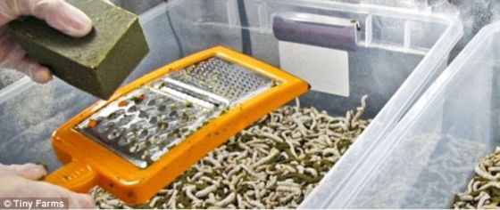 开放式昆虫农场养殖箱是由总部设在美国加利福尼亚州的微型农场公司打造的。它包括一个安装手册，以及养殖昆虫所需的设备，例如容器和食物，另外还有一个装满虫子的启动包