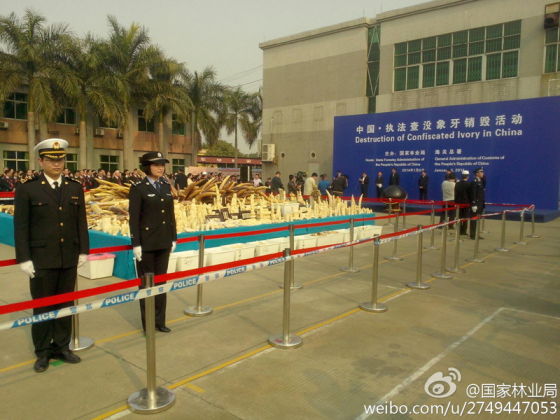 国家林业局的官方微博发布的象牙销毁现场照片。