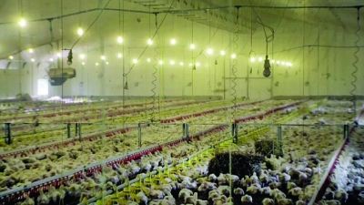 ▲BBC的纪录片显示，约3.4万只鸡挤在养殖棚里