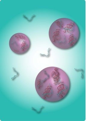 图中展示的是RNA链(蓝色物质)与RNA核糖核酸酶(红色物质)在葡聚糖溶液剂中相互作用过程。美国宾夕法尼亚大学研究人员的研究结果显示这种分割现象对地球早期的生物化学反应有催化作用。