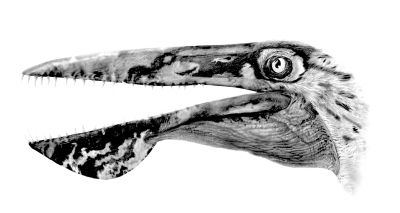 阿凡达伊卡兰翼龙头部复原图。赵闯绘