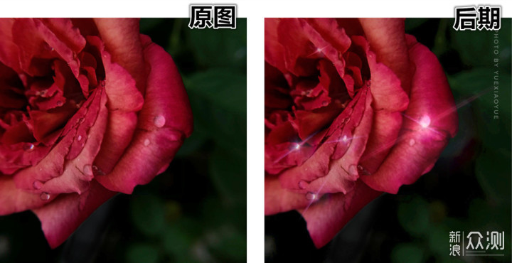 一盆普通绿植的N种拍法|教你宅家手机拍美片_新浪众测