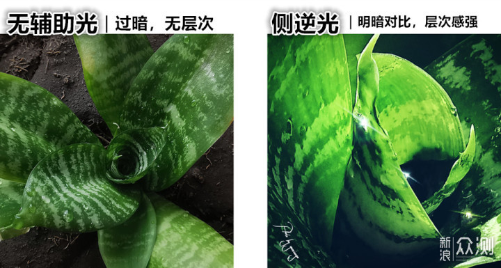 一盆普通绿植的N种拍法|教你宅家手机拍美片_新浪众测