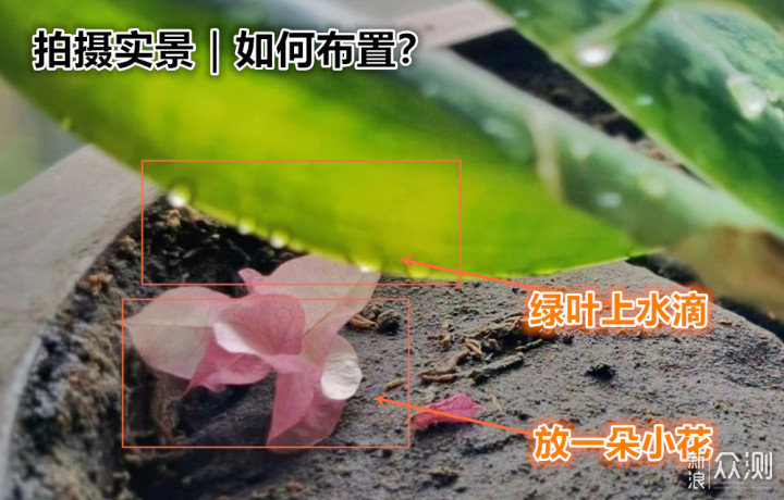 一盆普通绿植的N种拍法|教你宅家手机拍美片_新浪众测