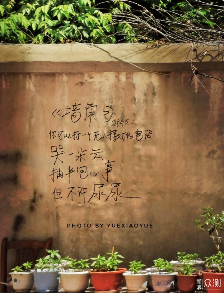 一盆普通绿植的N种拍法|教你宅家手机拍美片_新浪众测