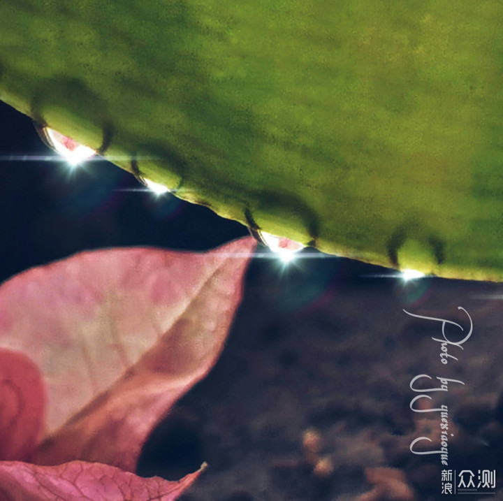 一盆普通绿植的N种拍法|教你宅家手机拍美片_新浪众测