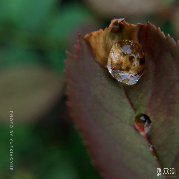 一盆普通绿植的N种拍法|教你宅家手机拍美片_新浪众测