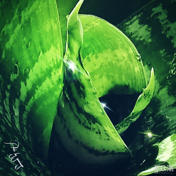 一盆普通绿植的N种拍法|教你宅家手机拍美片_新浪众测