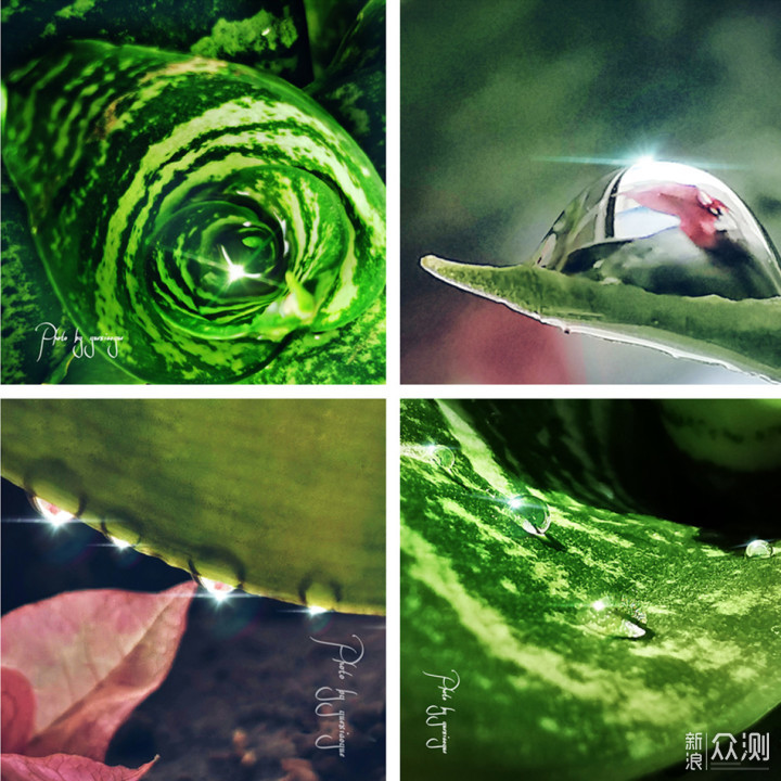 一盆普通绿植的N种拍法|教你宅家手机拍美片_新浪众测