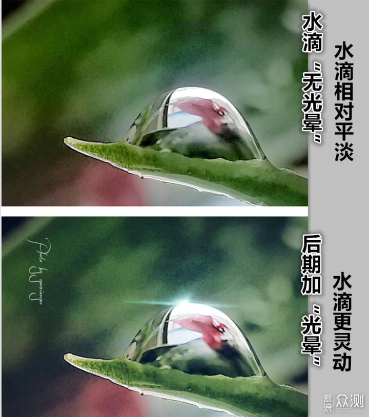 一盆普通绿植的N种拍法|教你宅家手机拍美片_新浪众测