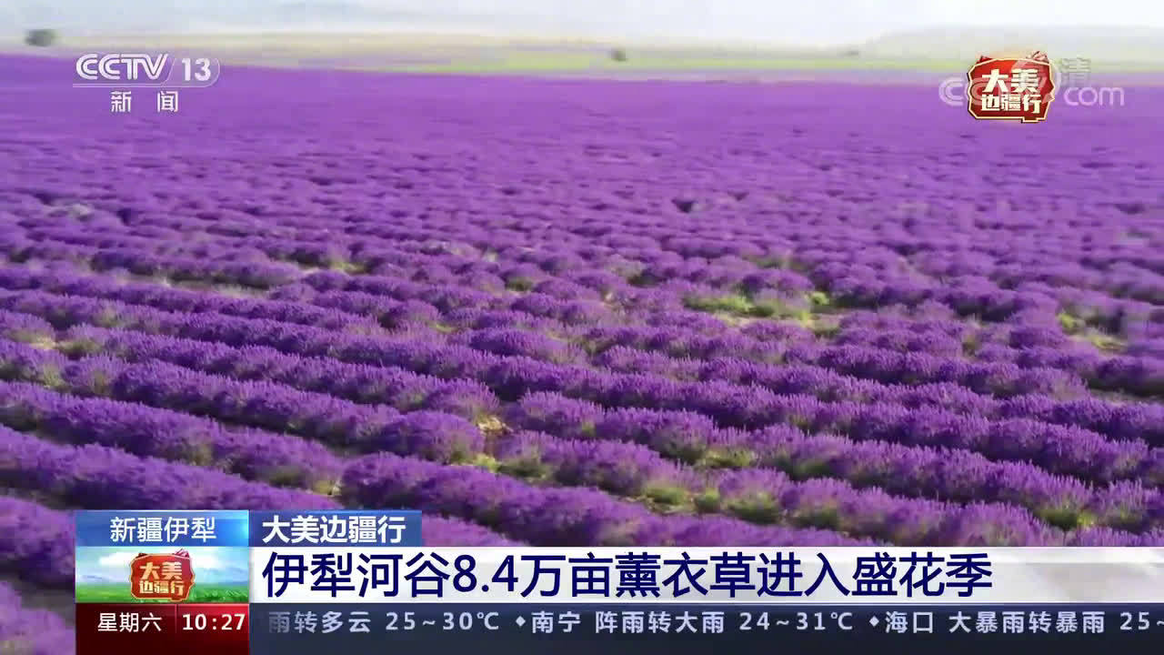 美不胜收 数万亩薰衣草盛开连成紫色花海 手机新浪网 美不胜收 数万亩薰衣草盛开连成紫色花海 手机新浪网