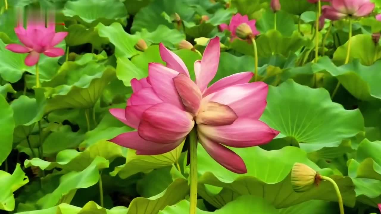 好运连莲并蒂莲绽放泰州天德湖公园