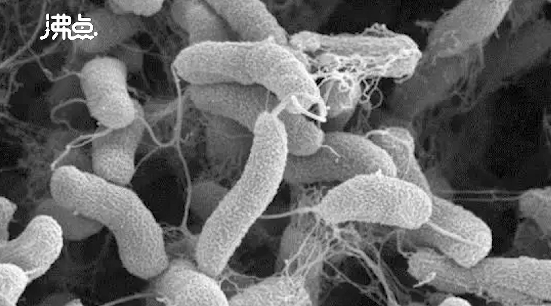 Vibrio cholerae. Scanning electron micrograph (SEM) of Vibrio cholerae ...