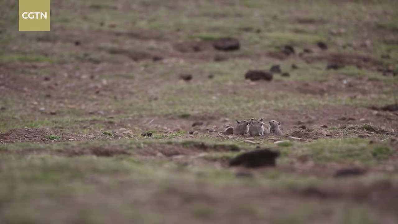 “白腰雪雀背鼠兔，可以飞过黄河嘞”
