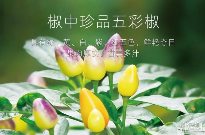 7款好吃到爆的下饭菜/特色美食,炎炎夏日必备_新浪众测