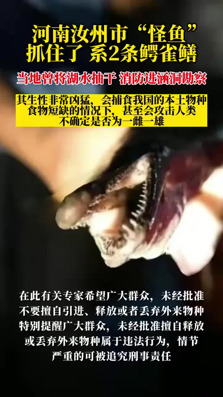 河南汝州市城市公园云禅湖水域发现的“怪鱼”抓住了 系2条鳄雀鳝（央视新闻）