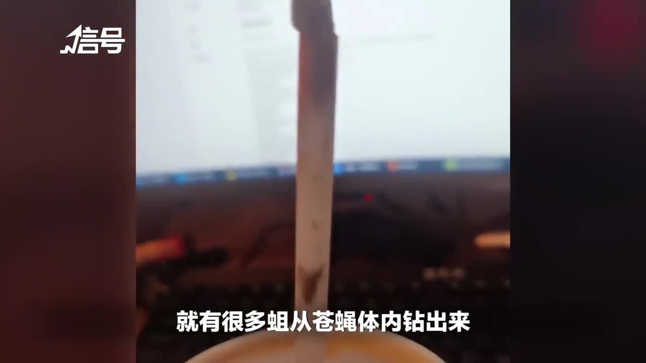 男子称喝汉堡王可乐咬到带蛆苍蝇 店家：可能是送餐过程进入