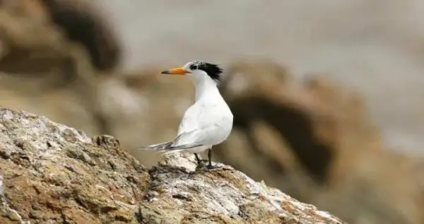 这只神话之鸟，为何出现在“中国这十年·浙江”的成绩单上？