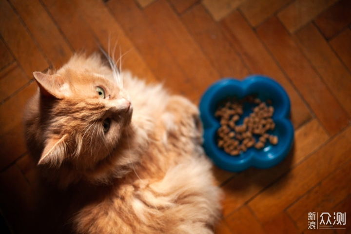 猫咪吃什么猫粮不容易软便？_新浪众测