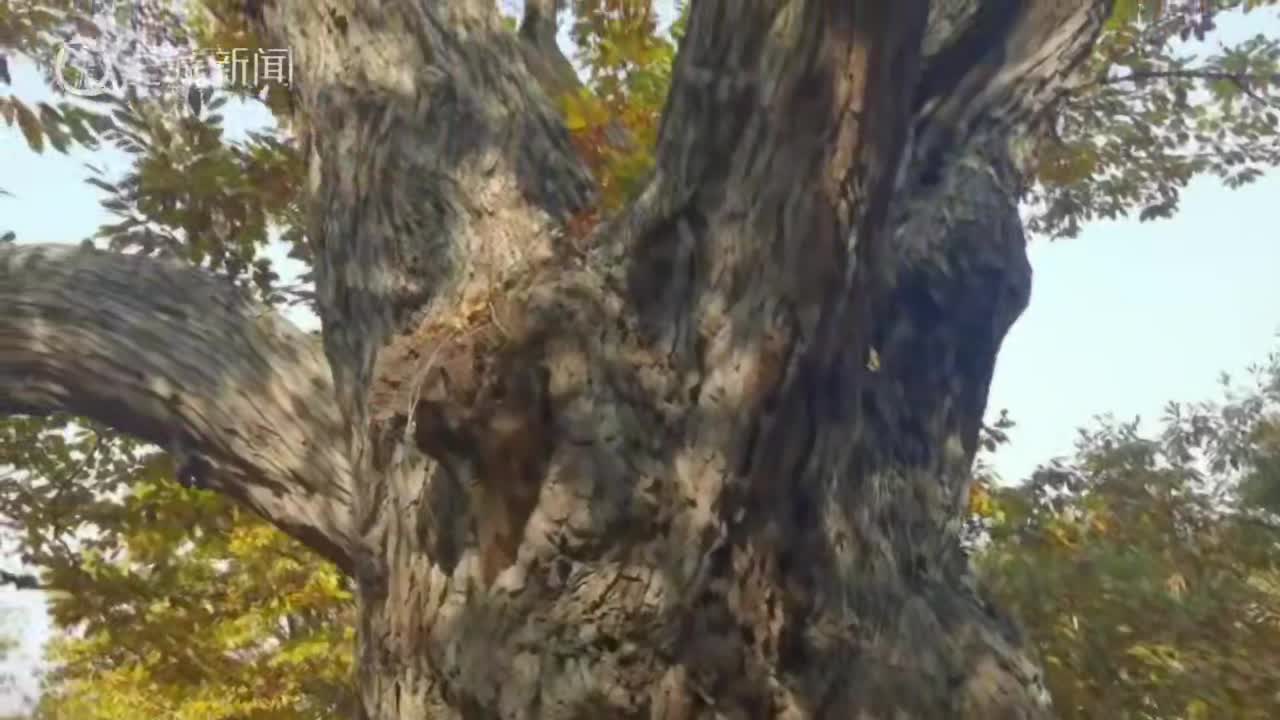 北京密云有株300年“栗树王”,树干粗到三个成年人难以合抱|北京市_手机新浪网