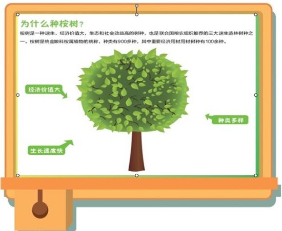 清风纸博士课堂:什么是速生林?|新浪_新浪公益_新浪网