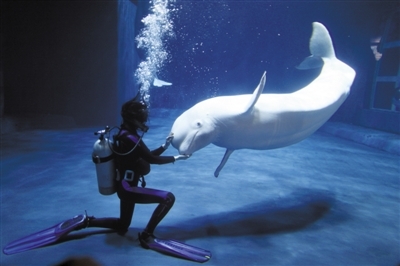 昨日,北京海洋馆,饲养员在水下和白鲸互动.