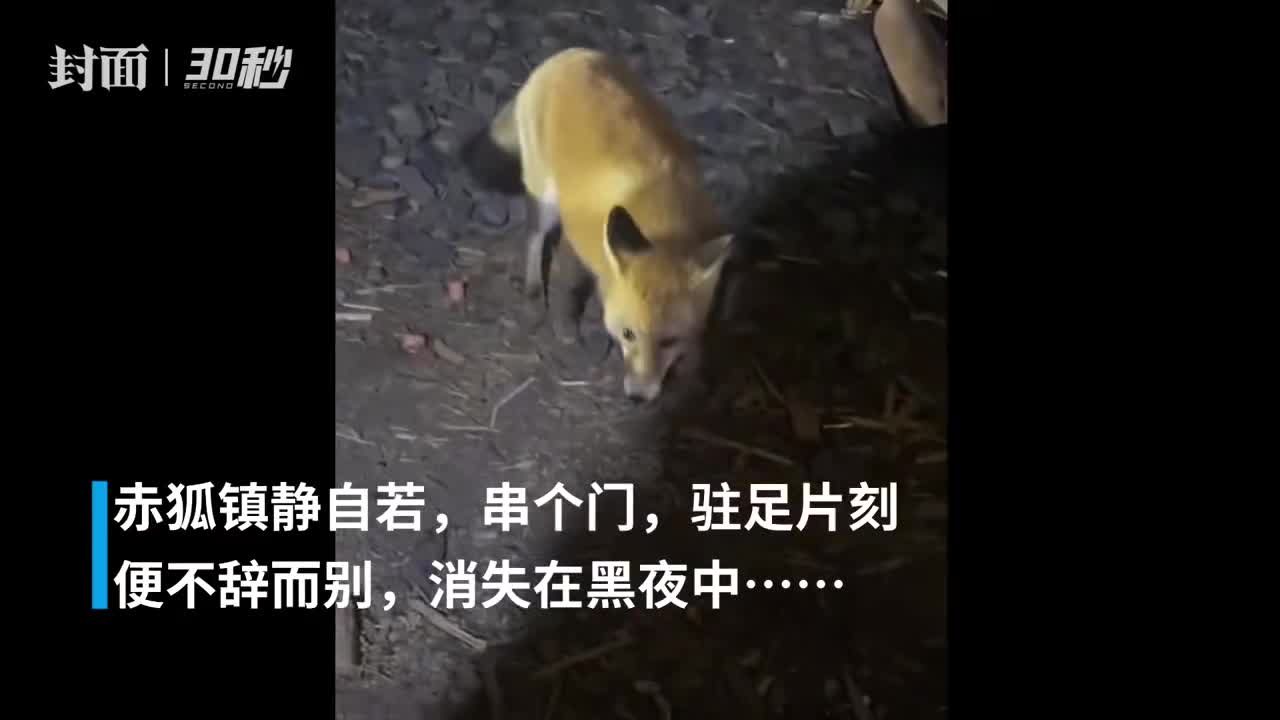 30秒 赤狐 夜访 卡点 蹭饭 饱餐后才舍得离开 手机新浪网