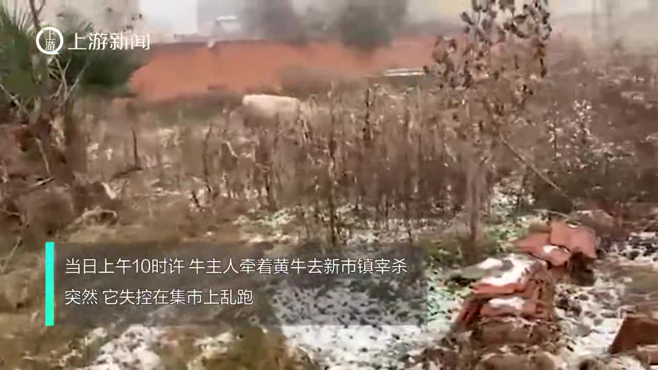 湖北一头黄牛宰杀时失控危及行人安全,民警开枪击毙_手机新浪网