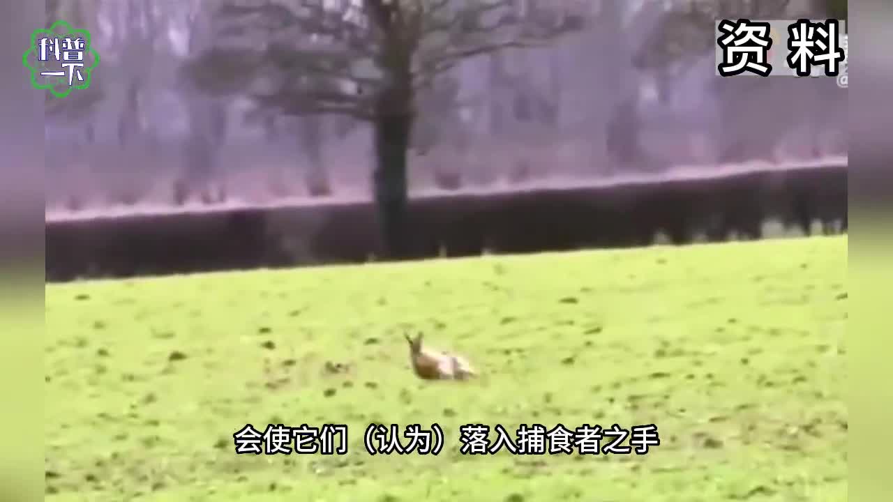 “雄兔脚扑朔,雌兔眼迷离”是真的吗?_手机新浪网