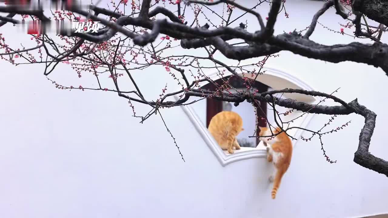 南京梅花山猫咪赏梅如国画