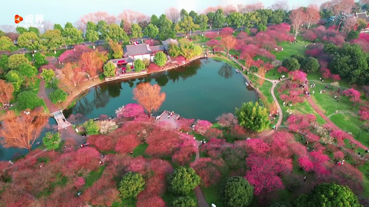 花开见喜!航拍橘子洲梅园花海