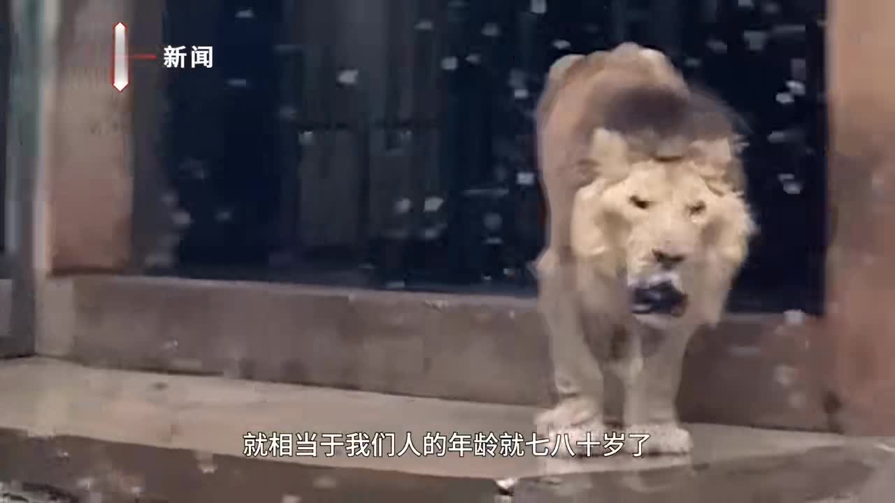柳州动物园回应狮子瘦骨嶙峋:年龄大身体机能下降,定时投喂但其吸收能力差_手机新浪网