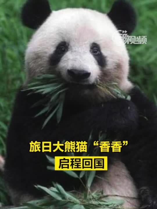 旅日大熊猫"香香"启程回国