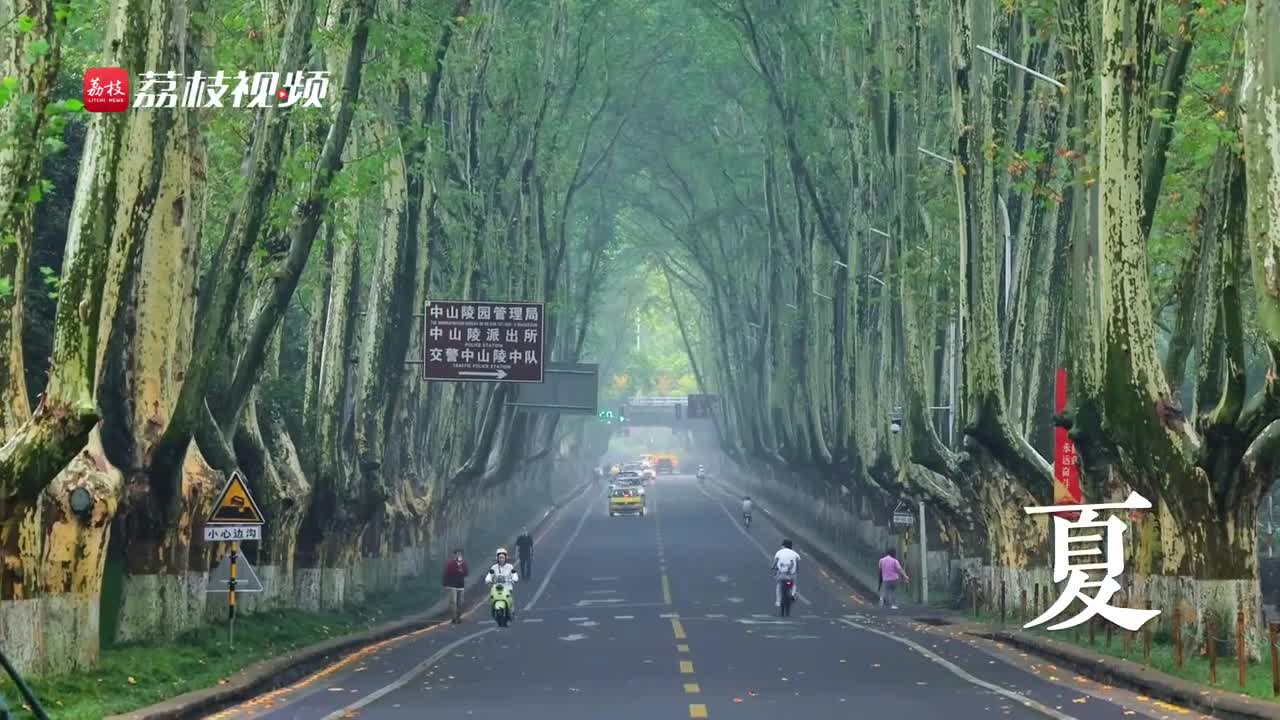 41秒看完南京梧桐大道的春夏秋冬