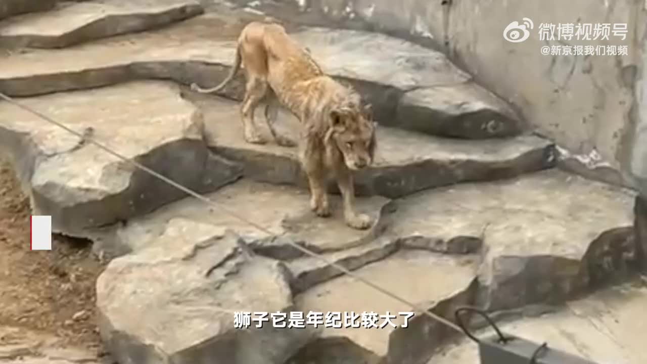 南京一动物园回应狮子瘦成皮包骨 系年纪大牙口不好 住单独笼舍吃肉糜_手机新浪网