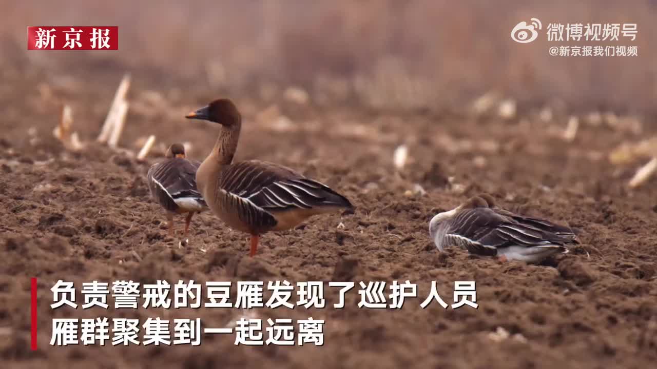 南雁北归！吉林天桥岭首次拍到豆雁群觅食_手机新浪网