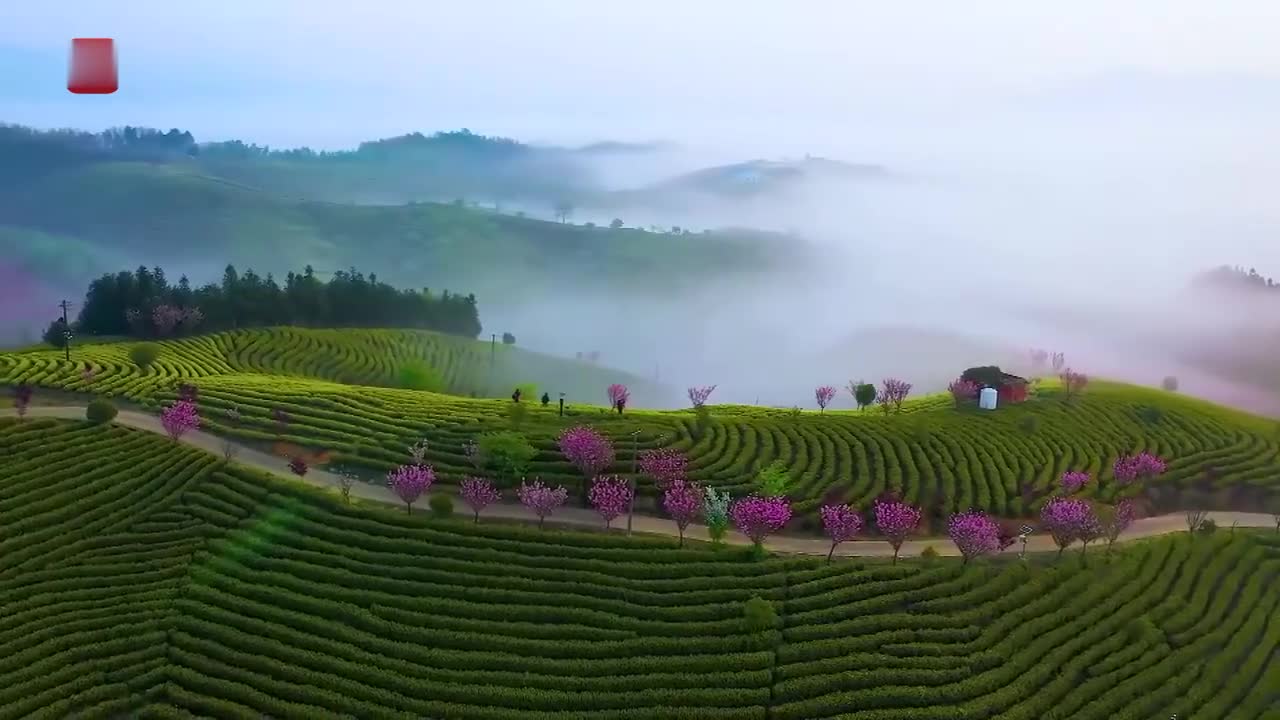 遥望茶山云雾绕,茶香醉心人神往!安徽宣城凤凰山茶园轻雾缭绕宛若仙境
