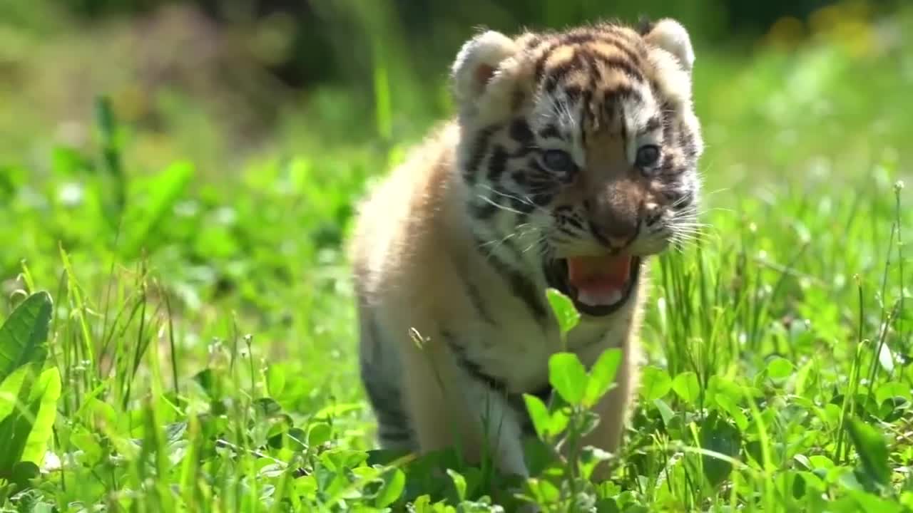 东北"金渐层"有多萌?看东北虎幼崽呆萌瞬间