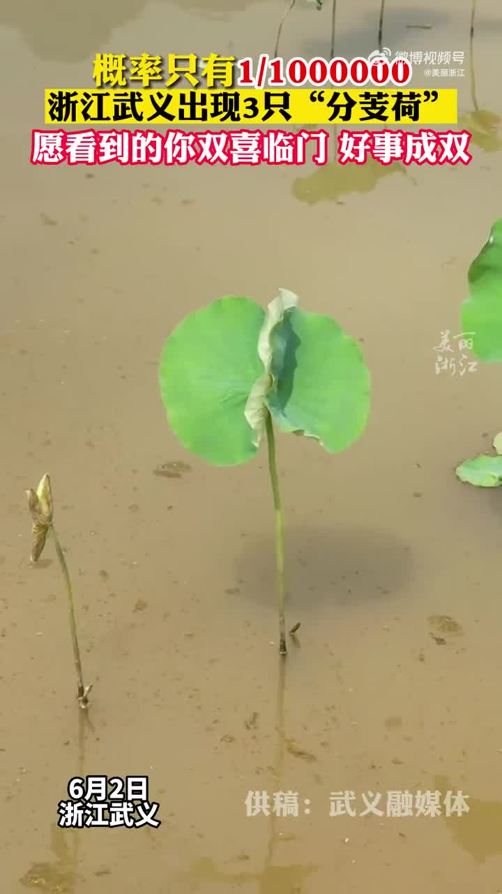 概率1/1000000!浙江武义出现3株分芰荷_手机新浪网