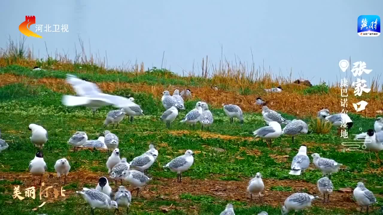【微视频】这么近，那么美，周末到河北丨水天一色 鸥鹭游弋