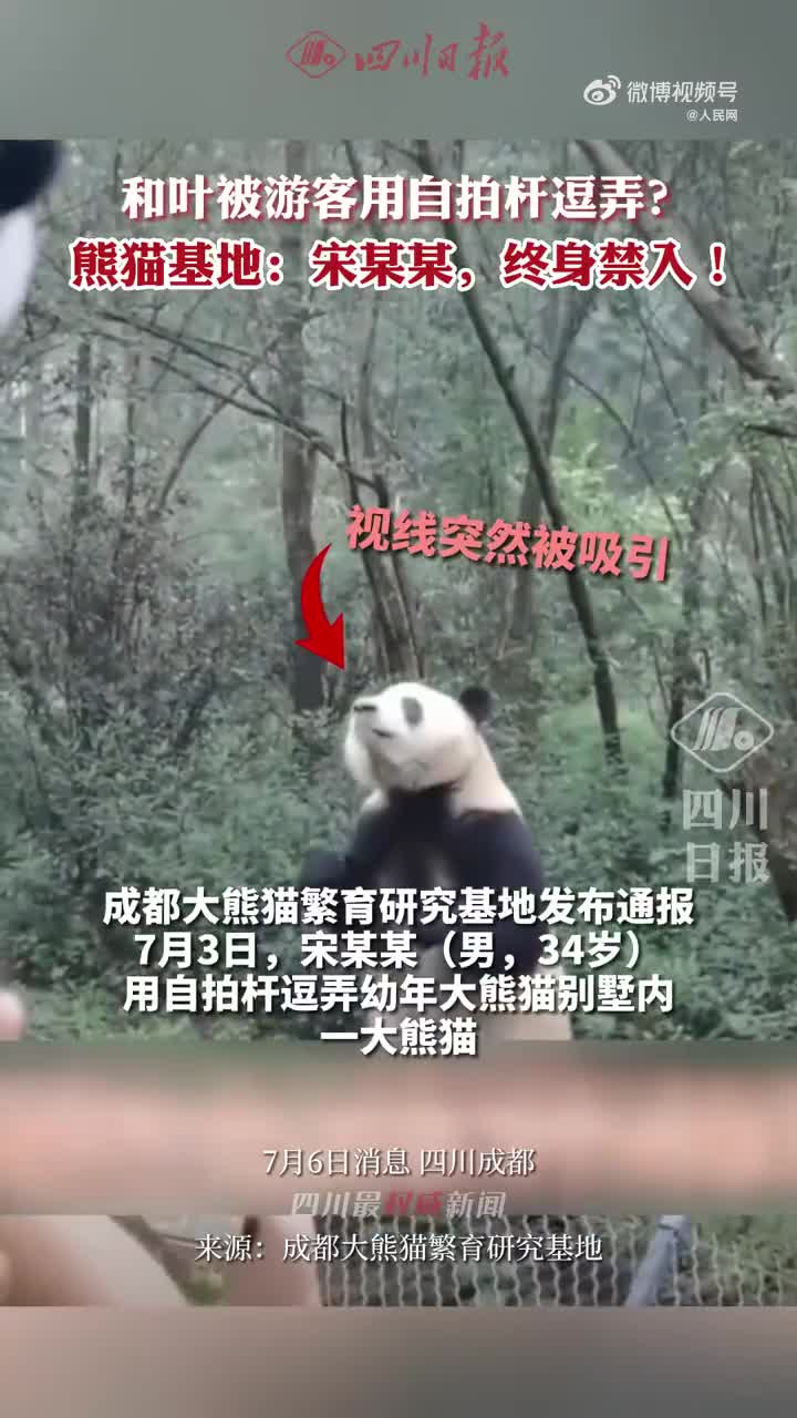 游客在熊猫基地违规飞无人机遭终身禁入，花花和叶受惊,无人机,大熊猫,成都大熊猫基地,动物保护,无人机偷拍大熊猫,成都熊猫基地事件,第1张