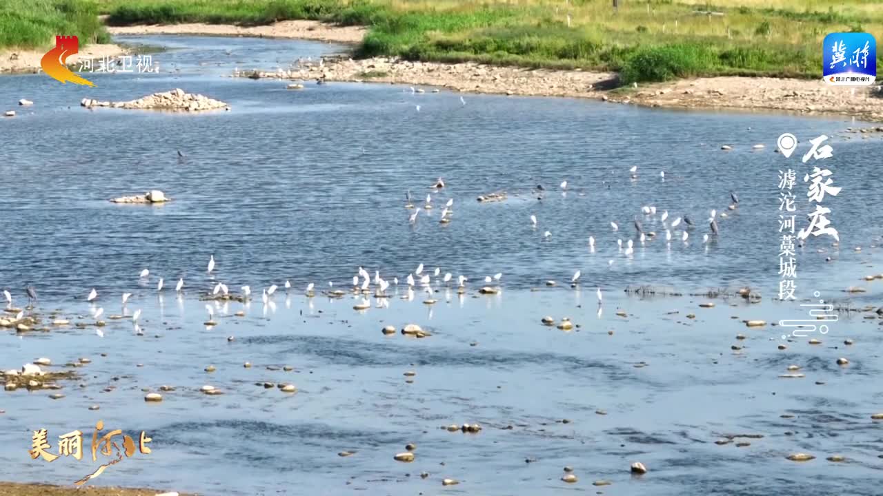 【微视频】这么近，那么美，周末到河北丨碧水映蓝天 水秀鸟翩飞