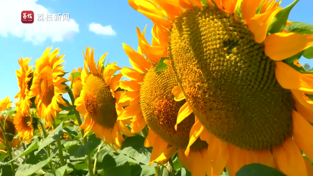 满目金黄!新疆伊犁千亩向日葵花海惹人醉