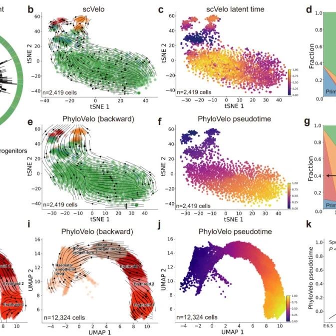 Nature 子刊 | 胡政/周达合作建立基于演化时钟模型的单细胞轨迹推断技术
