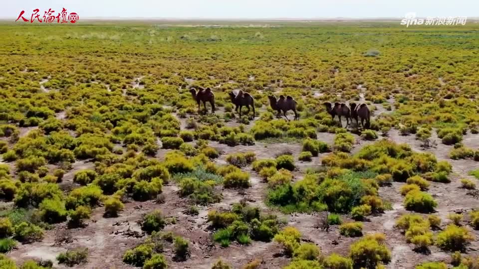 Cassino ao vivo no Mi Casino