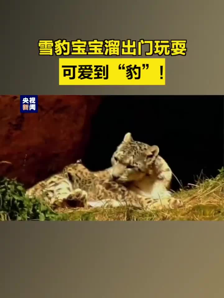 雪豹宝宝溜出门玩耍,可爱到"豹"!
